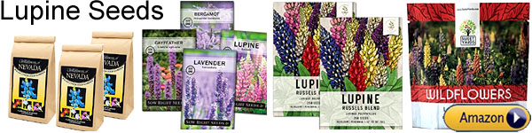 where to buy lupine seeds