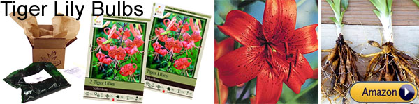 where to buy Tiger Lily bulbs