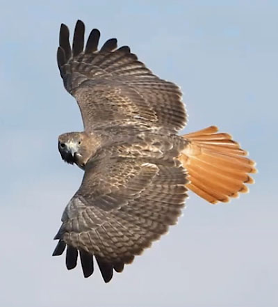 Color photo of a Red-tailed Hawk in full flight