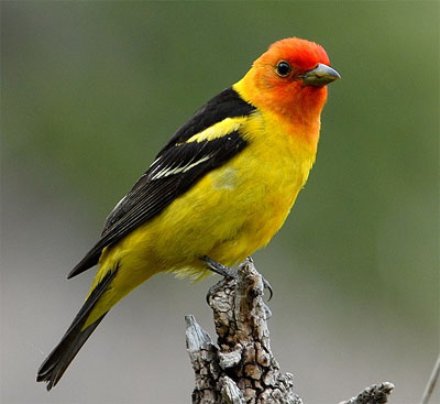 Red, Orange, and Yellow Birds in Nevada: An Overview