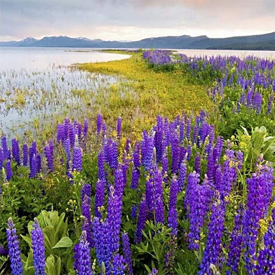 Tahoe lupines