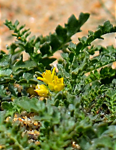 Tahoe Yellow Cress