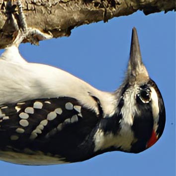 Hairy Woodpecker