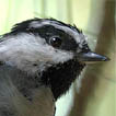 Mountain Chickadee