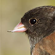 Dark-Eyed Junco