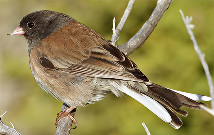 Dark-Eyed Junco at Lake Tahoe