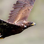 Golden Eagle