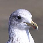 California Gull