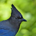Steller's Jay
