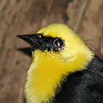 Yellow-Headed Blackbird