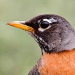 American Robin