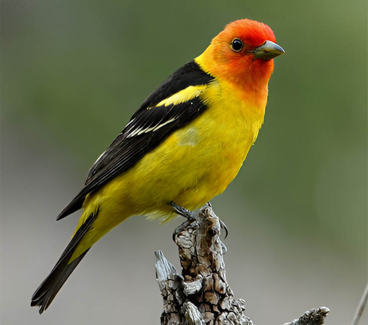 Western Tanager at Lake Tahoe